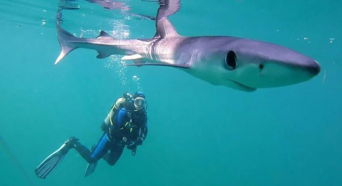Uno squalo verdesca nuota a pelo d'acqua nel mare azzurro mentre un subacqueo lo osserva in profondità.