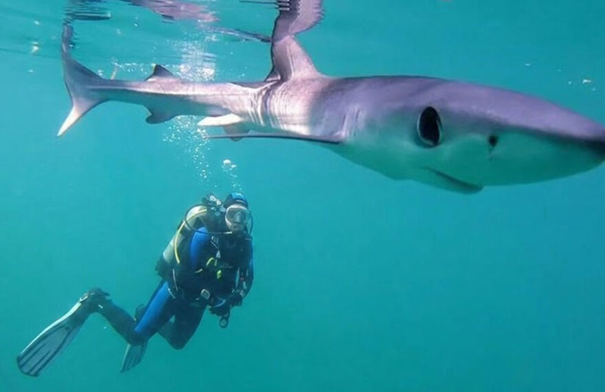Uno squalo verdesca nuota a pelo d'acqua nel mare azzurro mentre un subacqueo lo osserva in profondità.