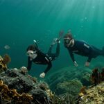 Due sub che fanno bio-snorkeling osservando i fondali e la fauna marina dell'Area Marina Protetta Isola di Bergeggi.