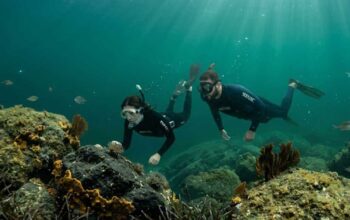 Due sub che fanno bio-snorkeling osservando i fondali e la fauna marina dell'Area Marina Protetta Isola di Bergeggi.