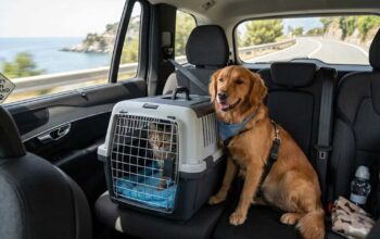 Un cane e un gatto nel trasportino seduti sui sedili posteriori di un'auto in viaggio lungo una strada panoramica di mare.