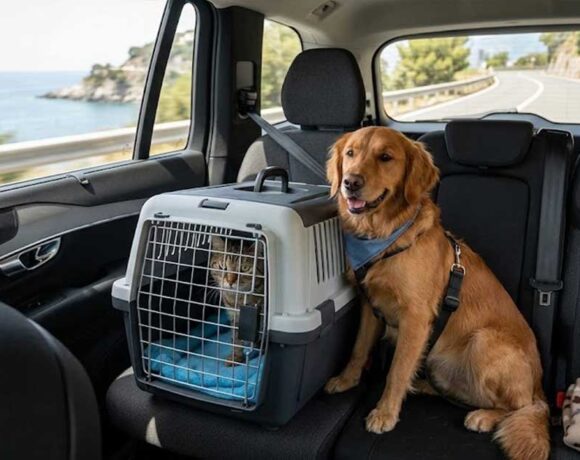 Un cane e un gatto nel trasportino seduti sui sedili posteriori di un'auto in viaggio lungo una strada panoramica di mare.