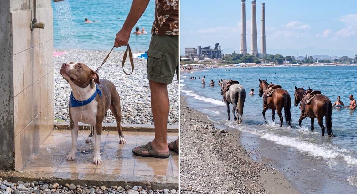 Composizione fotografica che mostra un cane pitbull sotto una doccia pubblica in spiaggia e alcuni cavalli in mare vicino a bagnanti
