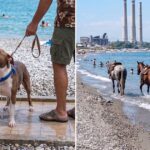 Composizione fotografica che mostra un cane pitbull sotto una doccia pubblica in spiaggia e alcuni cavalli in mare vicino a bagnanti