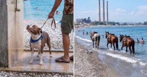 Composizione fotografica che mostra un cane pitbull sotto una doccia pubblica in spiaggia e alcuni cavalli in mare vicino a bagnanti