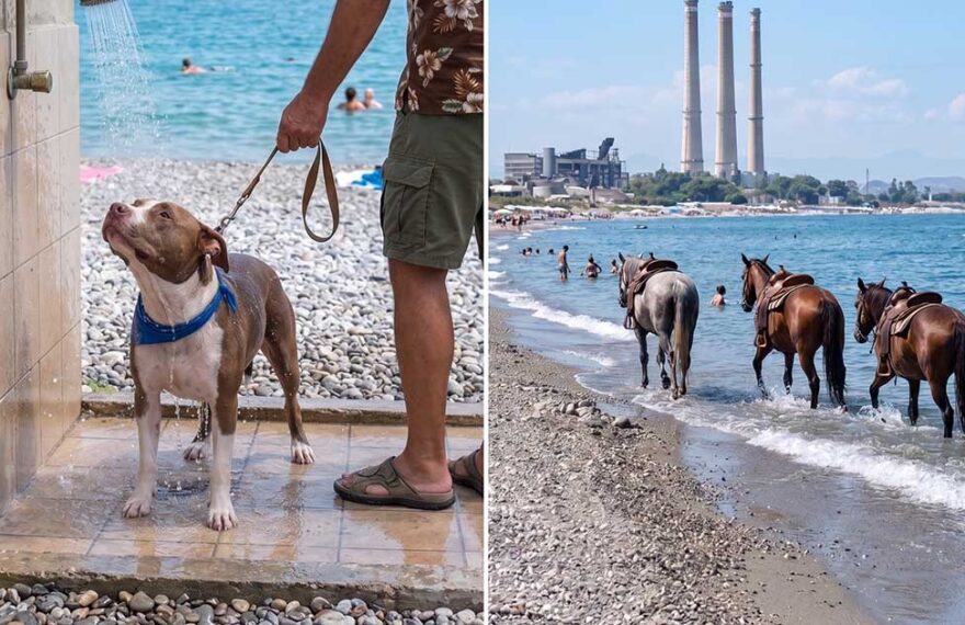 Composizione fotografica che mostra un cane pitbull sotto una doccia pubblica in spiaggia e alcuni cavalli in mare vicino a bagnanti