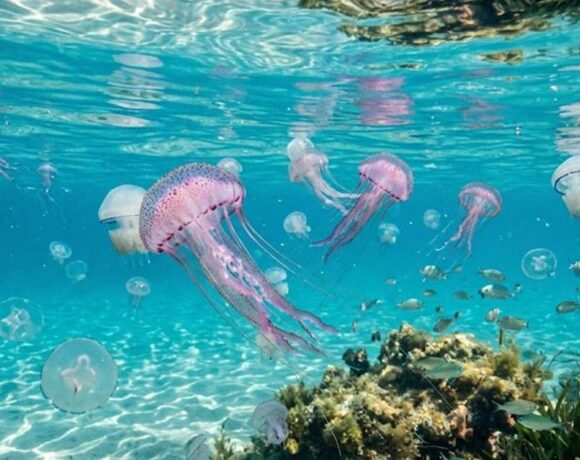 Diverse meduse che nuotano sotto la superficie dell'acqua cristallina di un mare trasparente