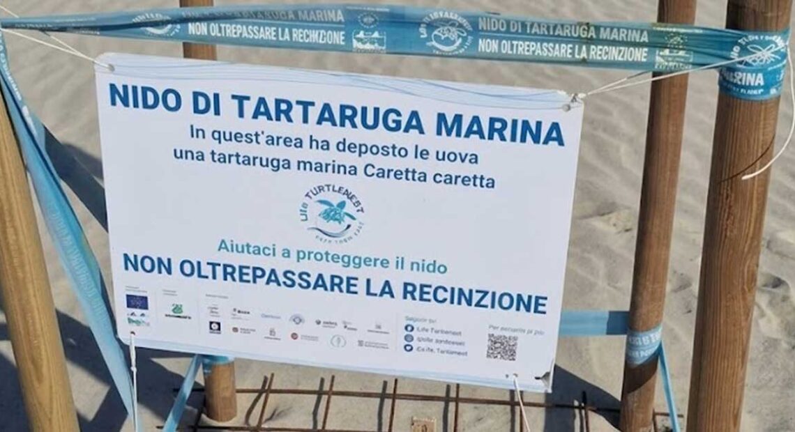 Recinzione di protezione con cartello informativo per un nido di tartaruga marina Caretta caretta sulla spiaggia