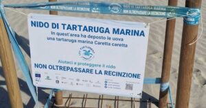 Recinzione di protezione con cartello informativo per un nido di tartaruga marina Caretta caretta sulla spiaggia