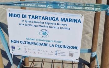 Recinzione di protezione con cartello informativo per un nido di tartaruga marina Caretta caretta sulla spiaggia