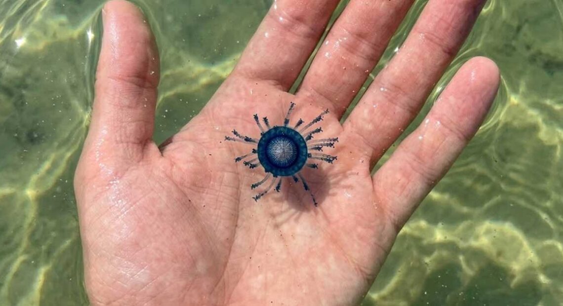 Esemplare di Porpita porpita adagiato sul palmo di una mano tesa sopra l'acqua trasparente del mare