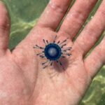 Esemplare di Porpita porpita adagiato sul palmo di una mano tesa sopra l'acqua trasparente del mare