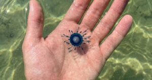 Esemplare di Porpita porpita adagiato sul palmo di una mano tesa sopra l'acqua trasparente del mare