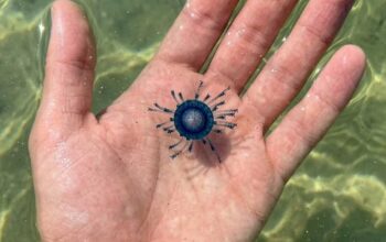 Esemplare di Porpita porpita adagiato sul palmo di una mano tesa sopra l'acqua trasparente del mare