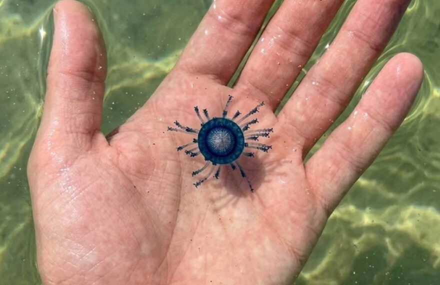 Esemplare di Porpita porpita adagiato sul palmo di una mano tesa sopra l'acqua trasparente del mare