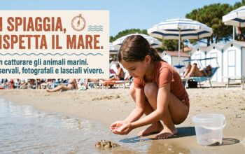 Grafica informativa sul rispetto della fauna marina in spiaggia (immagine generata con intelligenza artificiale).