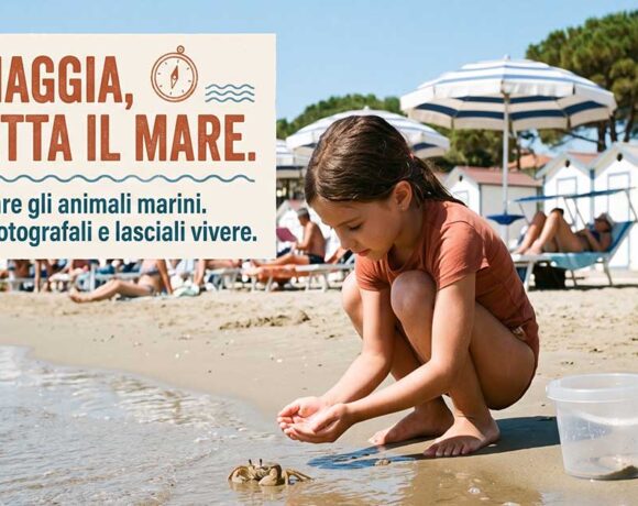 Grafica informativa sul rispetto della fauna marina in spiaggia (immagine generata con intelligenza artificiale).