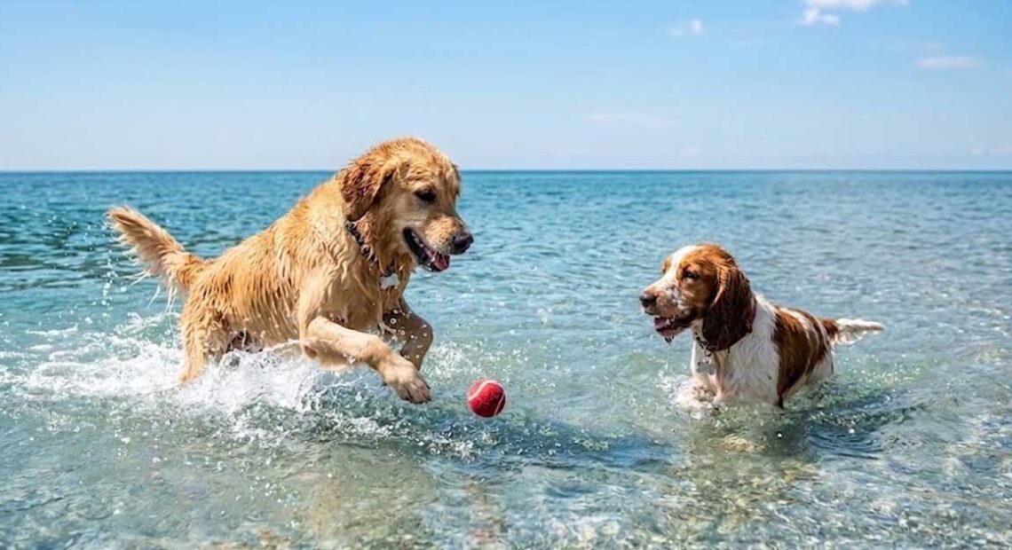 Due cani giocano in acqua con una pallina sulla spiaggia