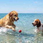 Due cani giocano in acqua con una pallina sulla spiaggia