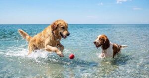 Due cani giocano in acqua con una pallina sulla spiaggia