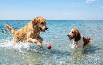 Due cani giocano in acqua con una pallina sulla spiaggia