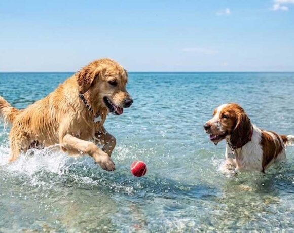 Due cani giocano in acqua con una pallina sulla spiaggia