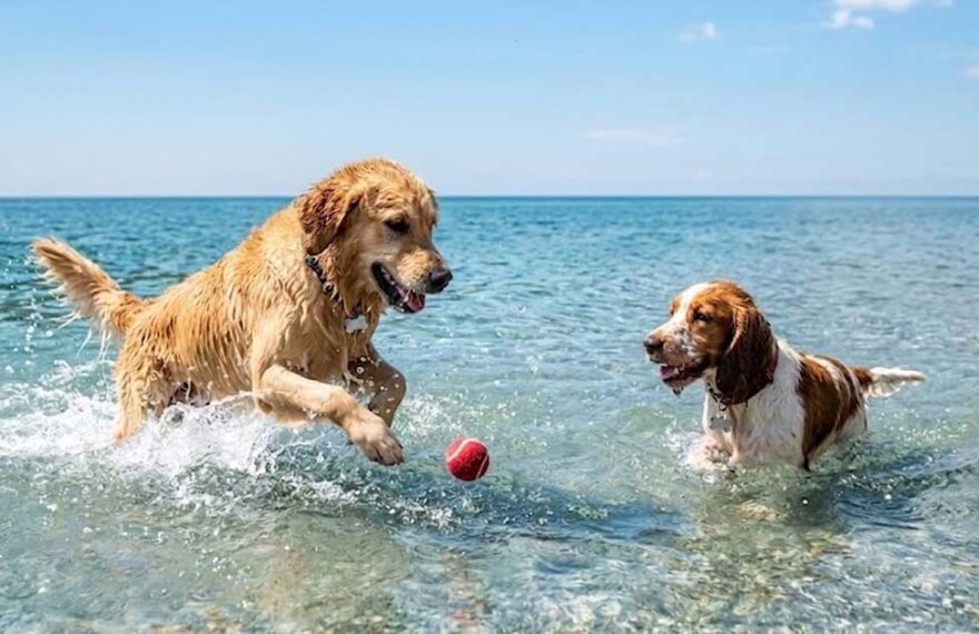 Due cani giocano in acqua con una pallina sulla spiaggia