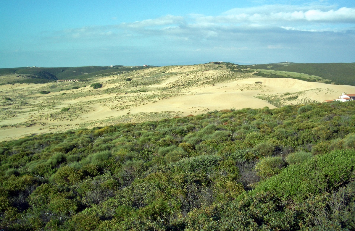 dune